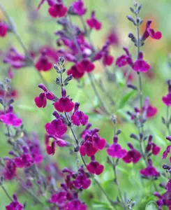 Salvia Collection - 6 different Salvias chosen from the best in our nursery