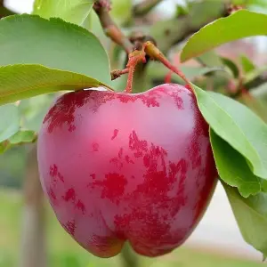 Lincolnshire Fruits Ruby 7 Litre Potted