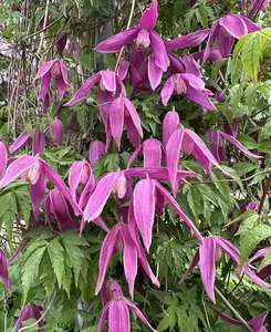 Dancing Clematis Collection - A Trio Of Alpine Climbers In 7cm Pots