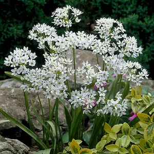 100 x Mixed Allium Bulbs 7 Different Varieties - Plant Now in Autumn for Spring Flowering