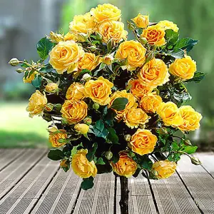 2 x Patio Standard Yellow Roses - Pair of Yellow 60-70cm Tall Bare Root - Rose Bushes for Gardens