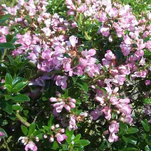 Escallonia Peach Blossom Garden Shrub - Pink Flowers, Compact Size, Attracts Pollinators (10-30cm Height Including Pot)