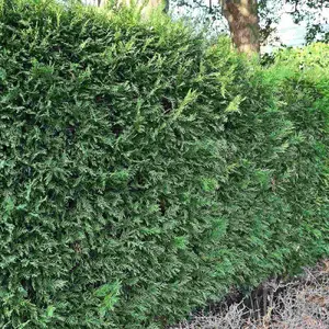 Hedges Direct Leylandii 1.5m Height Evergreen Hedge Plant