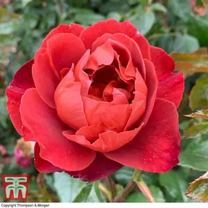 Rose Bush 'Hot Chocolate' Bare Root Plant x 1