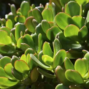 Crassula Ovata in a 12cm Pot Perfect for Home/Office Live Indoor Pot Plant Money Penny Tree Homes