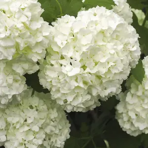 Viburnum opulus 'Roseum' / Snowball, In a 2L Pot, Stunning White Flowers 3FATPIGS