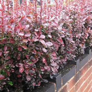 Red Berberis 40cm Height Evergreen Hedge Plant Pack of 10