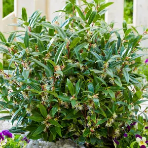 Sarcococca Purple Gem, Evergreen Shrub Plant for UK Gardens (15-25cm Height Including Pot)