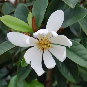 Magnolia Fairy White - Stunning White Blooms and Compact Size for Gardens (20-30cm Height Including Pot)