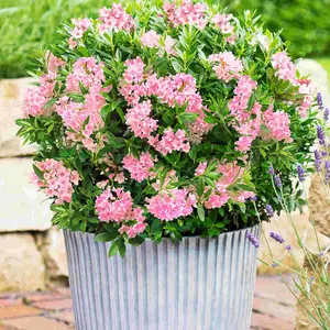 Rhododendron Bloombux Magenta - A Flowering Alternative To Common Box, 3 X 10.5cm Pots