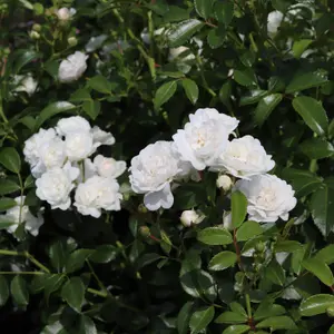 Rose Bush Crystal Fairy in 14cm Pot - White Summer Autumn Outdoor Low Growing Groundcover Plant for Bedding, Containers or Borders