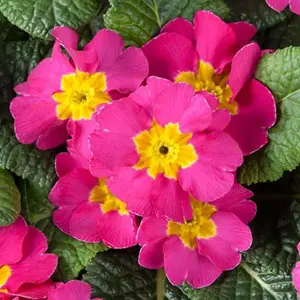 Polyanthus Rose Colourful Flowering Garden Ready Bedding Plants 6 Pack