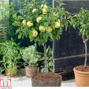 Potted Mini Fruit Tree Collection, Apple, Pear, Cherry, Plum Ideal for Small Gardens & Patios, Easy to Grow, 5 x Potted Plants