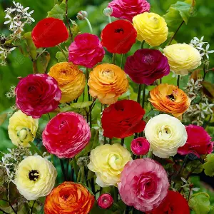 Ranunculus Flowering Bulbs - Vibrant Spring Blooms (25 Pack)