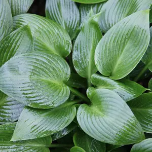 Devon Green Plantain Lily Perennials Flowering Plants Hosta 2L Pot