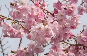 Direct Plants Prunus Accolade Japanese Flowering Cherry Tree 5-6ft Supplied in a 7.5 Litre Pot