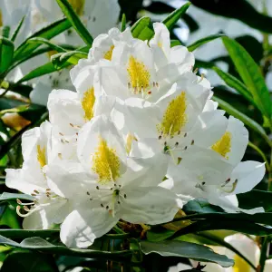 Gardeners Dream Rhododendron Madame Masson (9cm)