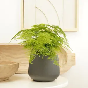 House Plant - Lace Fern - 19 cm (Free Pot Hanger) Pot size - 50-70 cm Tall - Asparagus Setaceus - Indoor Plant