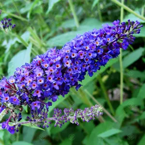 Buddleia Empire Blue - Outdoor Flowering Shrub, Ideal for UK Gardens, Compact Size (15-30cm Height Including Pot)