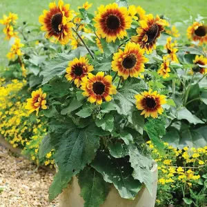 Sunflower Solar Flash F1 Hybrid 1 Seed Packet (10 Seeds)