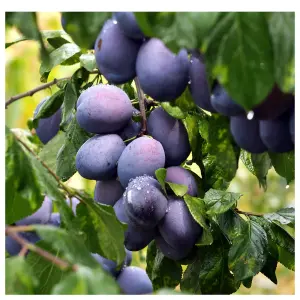 Opal Plum Tree 4-5ft Tall, Self-Fertile, Tasty & Sweet, Ready to Fruit 3FATPIGS