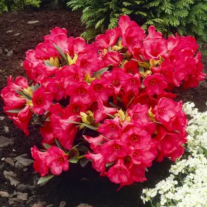 Rhododendron Scarlet Wonder (15-25cm Height Including Pot) Garden Plant - Compact Shrub, Scarlet Blooms