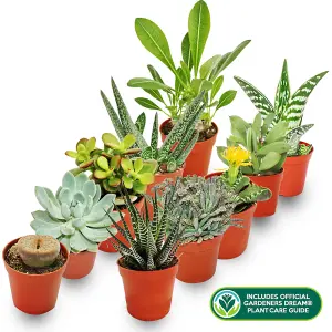 Succulent Plant Mix - Indoor Plant Mix for Home Office, Kitchen, Living Room in Pots (10 plants)