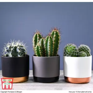 Houseplant Cactus Mixed 5.5cm Pot Pot x 1