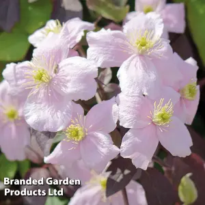 Clematis montana Mayleen 7cm Pot x 2