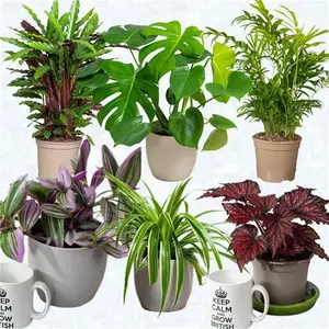 House Plants Indoor – Mix Of 6 Real Indoor Plants In 13cm Pots, Great As Living Room Accessories Or Desk Plant, Air Purifying Plants Delivered Next