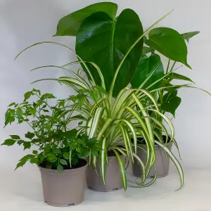 3 x Mix of House Plants in  10.5cm Growers Pots