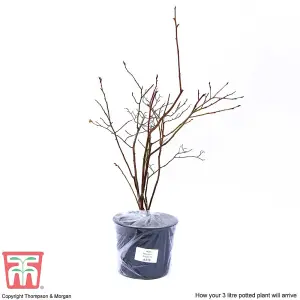 Grow Your Own Fruit  Blueberry (Vaccinium) Bare Rootigitta 3L Pot x 1