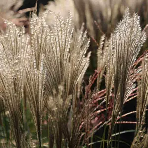 Miscanthus sinensis Hermann Mussel - Stricking variegated foliage with tall feathery plumes - supplied in a 9cm pot