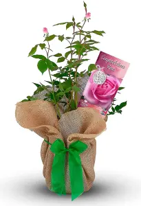 Congratulations Rose Bush Gift Wrapped - Plant Gift Perfect for Gardeners