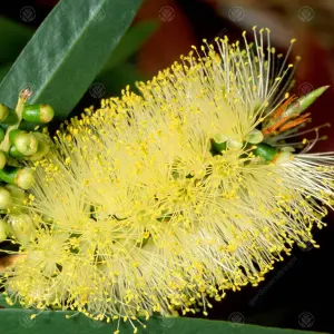 Callistemon Honeypot - Outdoor Flowering Shrub, Ideal for UK Gardens, Compact Size (15-30cm Height Including Pot)