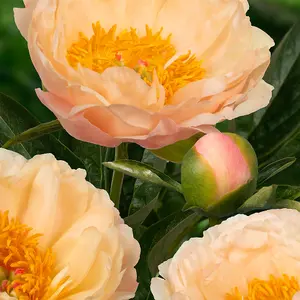 Peony Trio - A Collection of 3 Paeonia Bare Roots each with 3-5 eyes