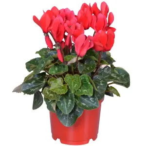 Cyclamen 'Red' - Vibrant Red Flowers to Brighten Winter Days, Compact Indoor Plant, Easy Care (12cm)