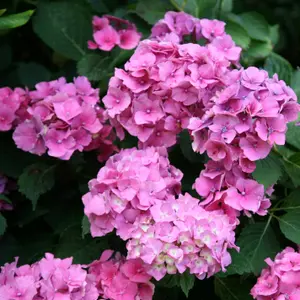 Altona Outdoor Shrub Plant Hydrangea Macrophylla Flowering Garden Plants2L Pot