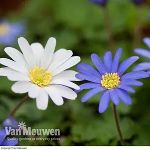 Anemone Blanda Mixed 200 Bulbs