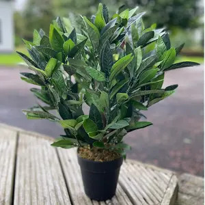 Best Artificial 2ft/50cm Dwarf Bay Tree Potted Laurel Plant for Outdoor Garden