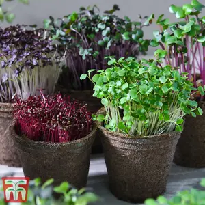 Seed Grow Kit - Microgreens Classic - Ideal Gift