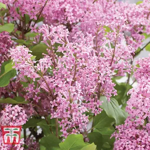 Syringa (Lilac) meyeri Flowerfesta Pink 9cm Potted Plant x 3