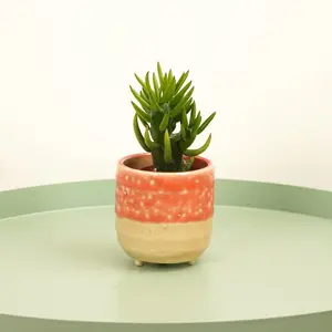 House Plant - Eves Pin Cactus - 5 cm (Not In Flower) Pot size - 10-20 cm Tall -  Austrocylindropuntia subulata - Indoor Plant