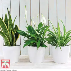 Air Purifying Houseplant Collection - 6 Potted Plants - Snake Plant, Peace Lily, Spider Plant, Cleaning Air in Home or Office