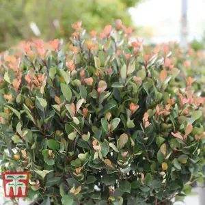 Photinia Little Red Robin Standards 1 x 3 litre Potted Plant