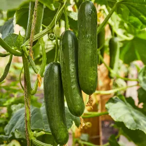 Cucumber Merlin F1 1 Seed Packet