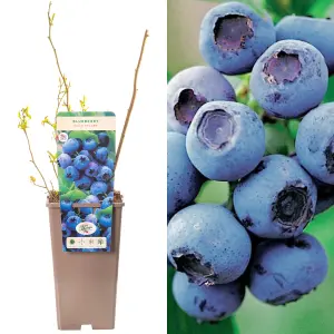 Blueberry Goldtraube - Vaccinium corymbosum, Fruit-Bearing Shrub (30-50cm Height Including Pot)