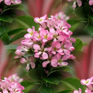 Pink Elle Escallonia Outdoor Shrub Plant Escallonia Laevis 2L Pot