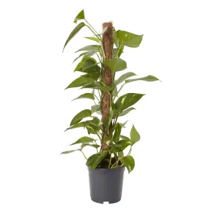 Verve Devil's ivy in Anthracite grey Plastic Grow pot 19cm