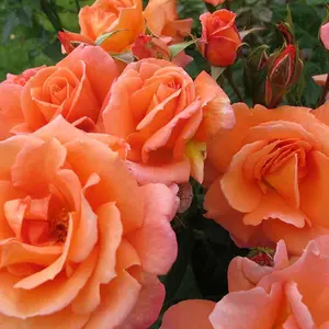 Scent from Heaven Rose Bush Orange Flowering Roses Rose Of The Year 2017 4L Pot